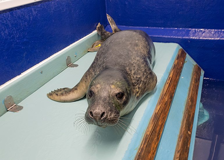 Jorge, rescued seal pup