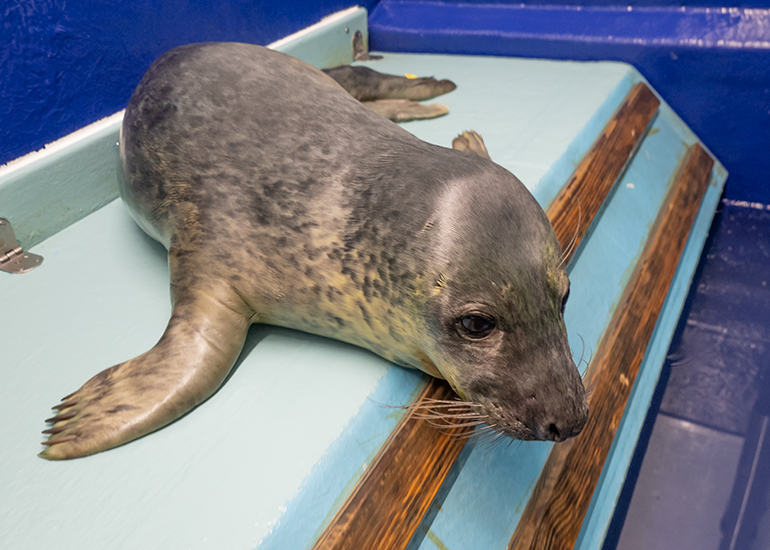 Jorge, rescued seal pup