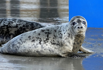 Dame Judi Dench - Photo credit - Gill Fisher - BDMLR