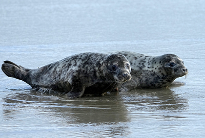 Dame Judi Dench - Photo credit - Gill Fisher - BDMLR