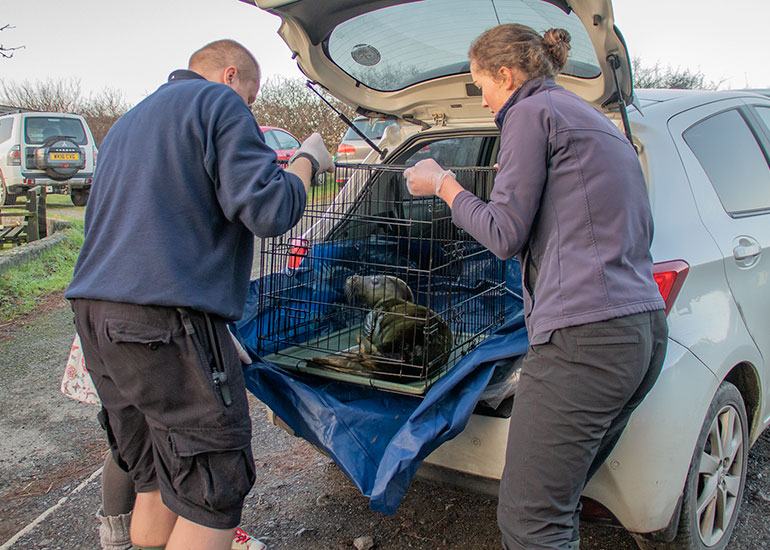 Karma Chameleon, rescued seal pup