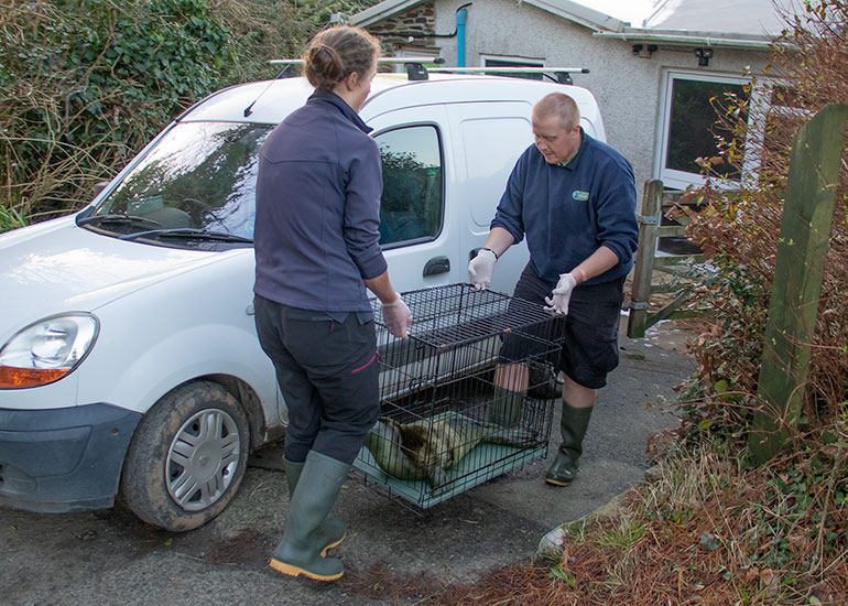 Karma Chameleon, rescued seal pup