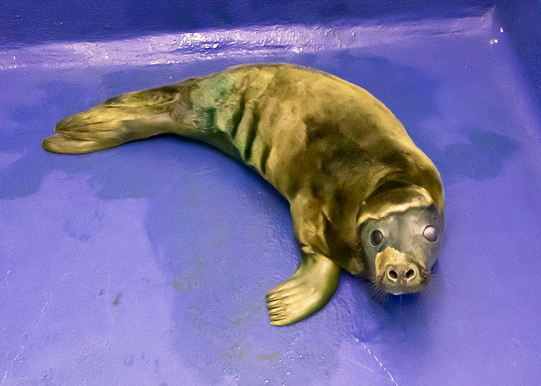 Karma Chameleon, rescued seal pup