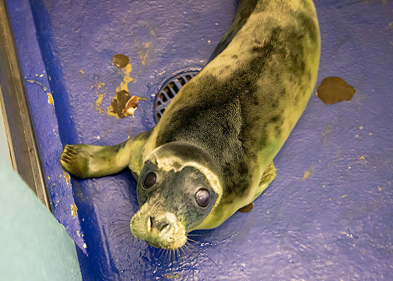 Karma Chameleon, rescued seal pup