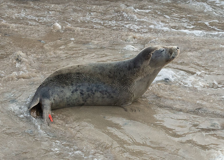 Karma Chameleon, rescued seal pup