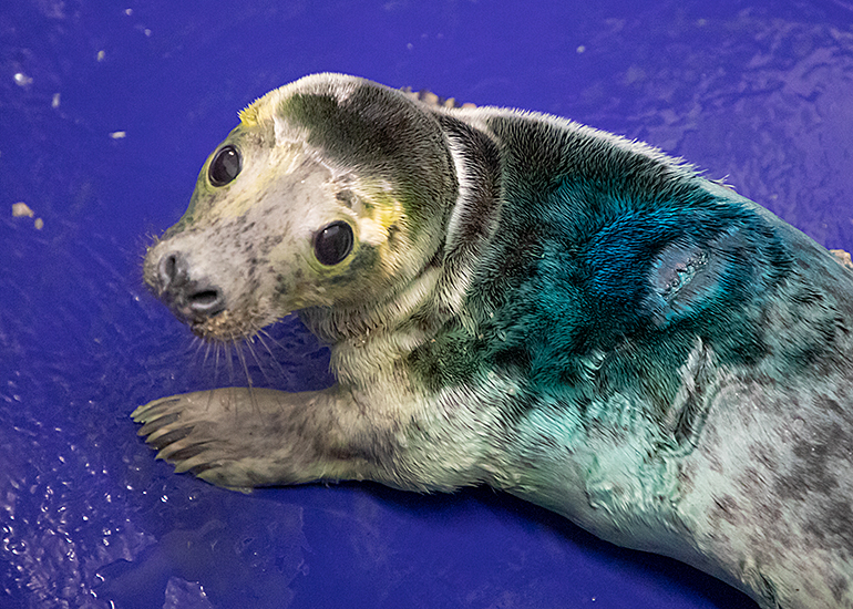 Katniss, rescued seal pup