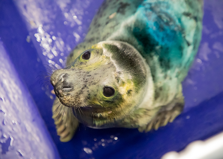 Katniss, rescued seal pup