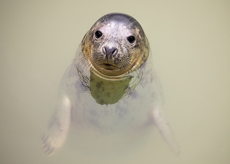 Katniss, rescued seal pup