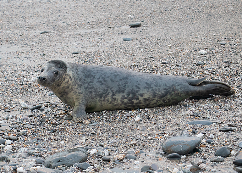Katniss, rescued seal pup