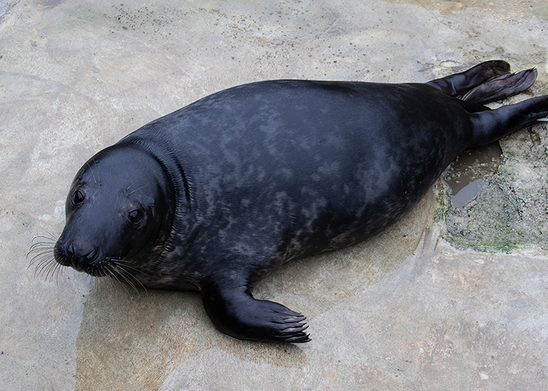 Kelp