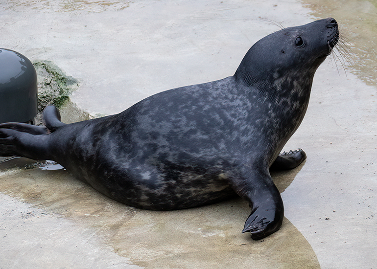 Kelp