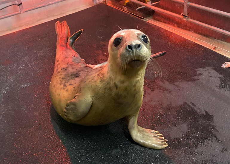 Kipper - Photo Credit: Lizzi Larbalestier