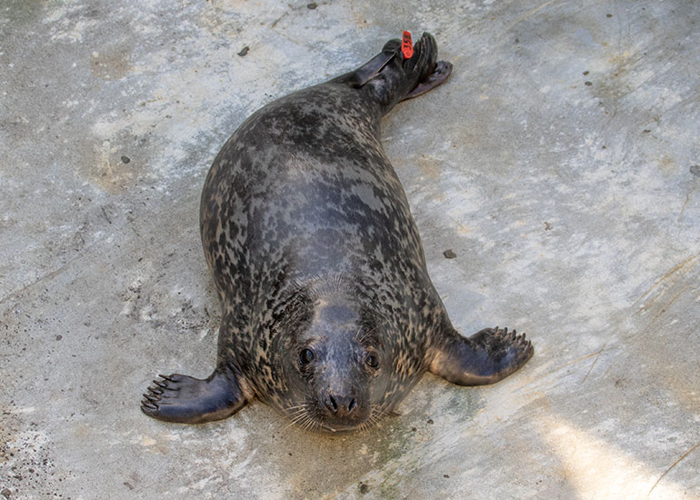 Kiss, rescued seal pup