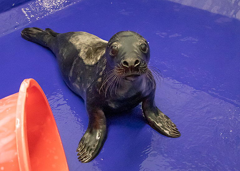 Knight Rider, rescued seal pup