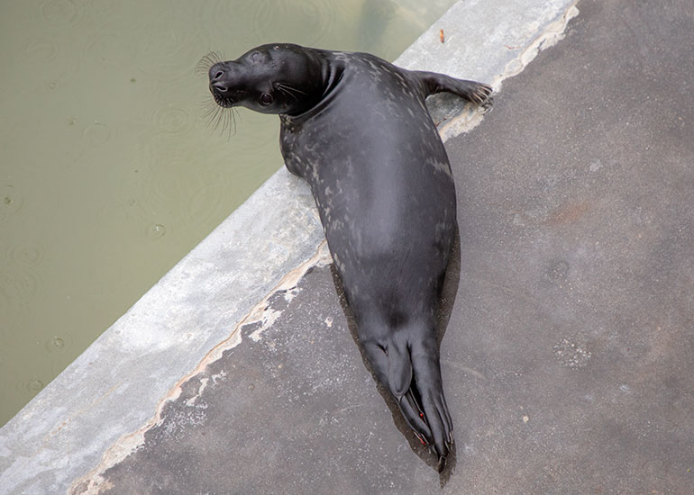 Knight Rider, rescued seal pup