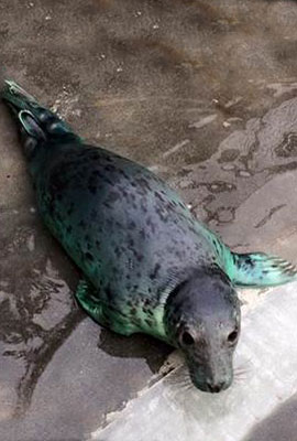 Pup named Snakes and Ladders in the nursery pool