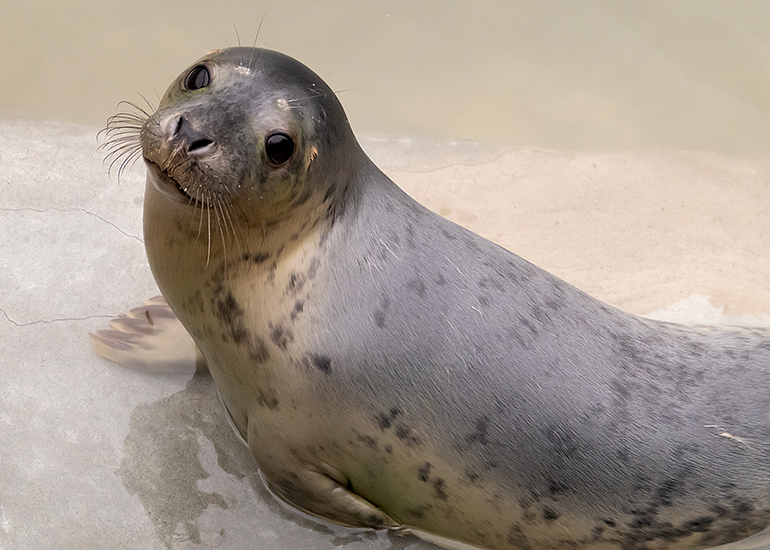 Lisbeth, rescued seal pup