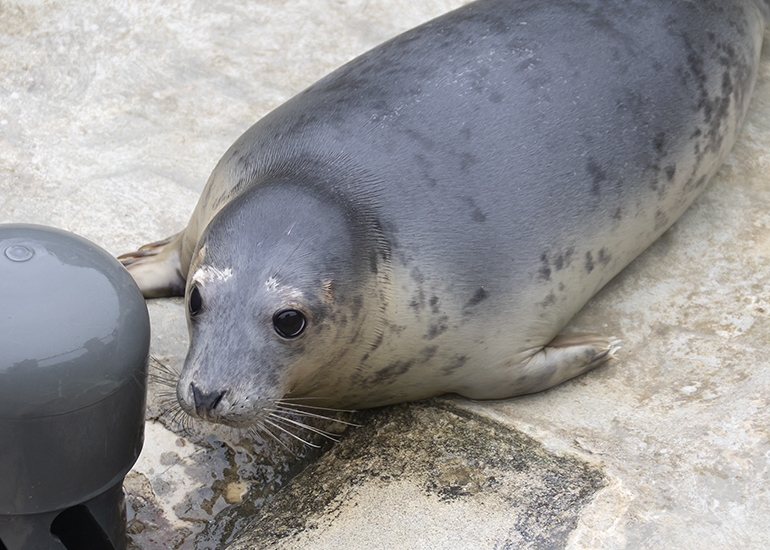 Lisbeth, rescued seal pup