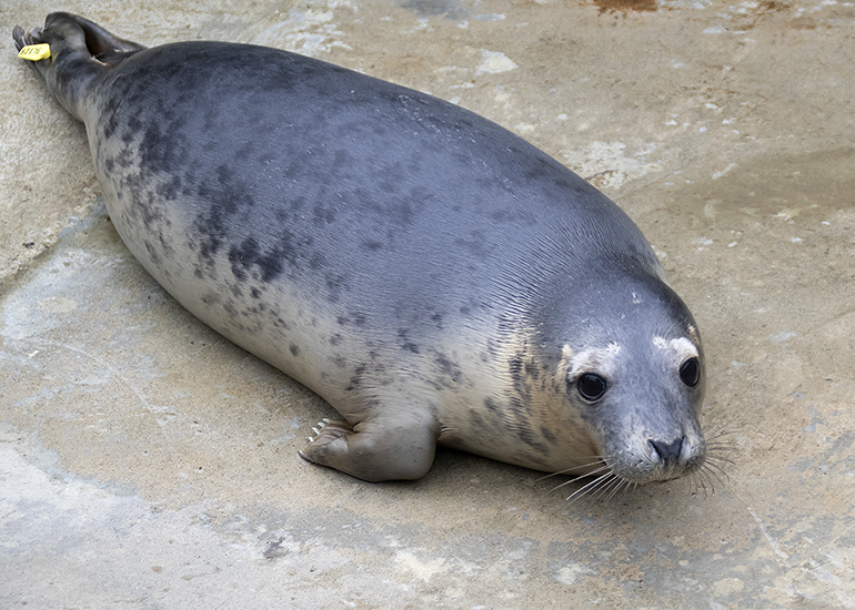 Lisbeth, rescued seal pup