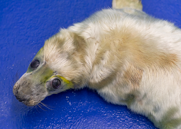 Little Miss Sunshine, rescued seal pup