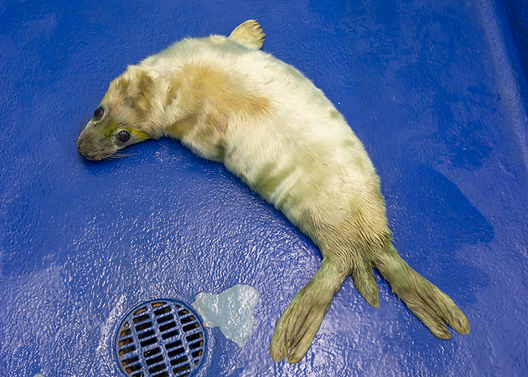 Little Miss Sunshine, rescued seal pup