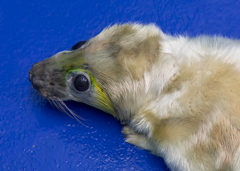 Little Miss Sunshine, rescued seal pup