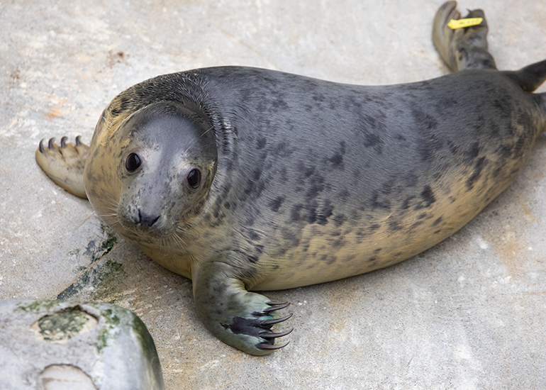 Little Miss Sunshine, rescued seal pup