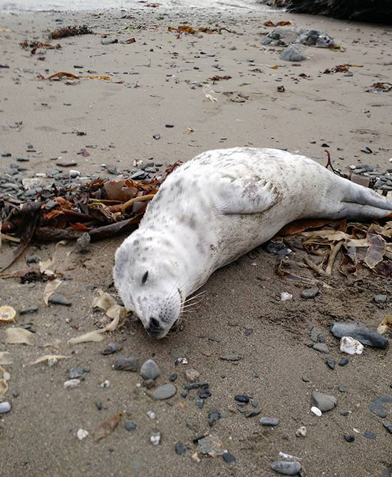 Ludo - photo taken by Jeff Taylor of the BDMLR on 20th October 2015