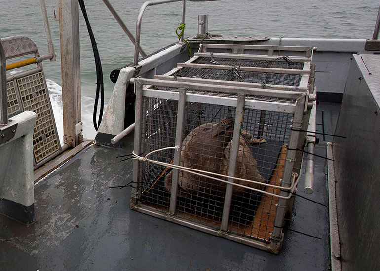Seal Release - 27th August 2014