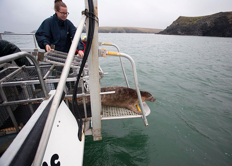 Seal Release - 27th August 2014