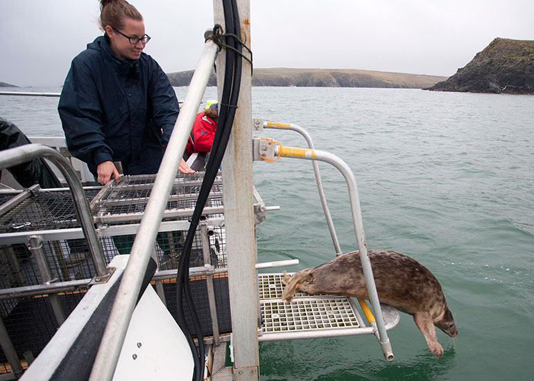 Seal Release - 27th August 2014