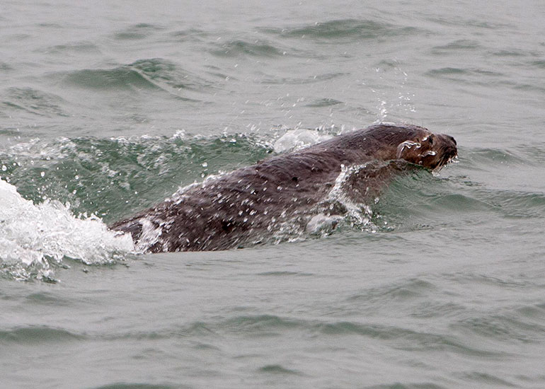 Seal Release - 27th August 2014