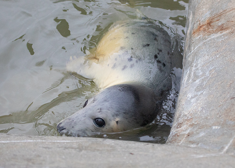 Lyra, rescued seal pup