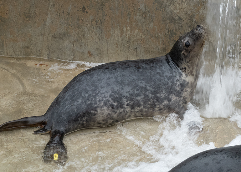 Lyra, rescued seal pup