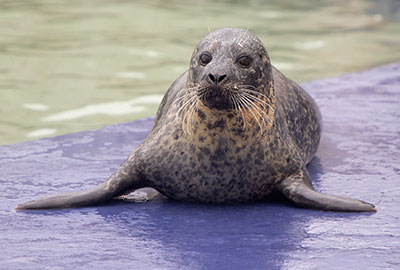Macey at the Hunstanton SEA LIFE - November 2018