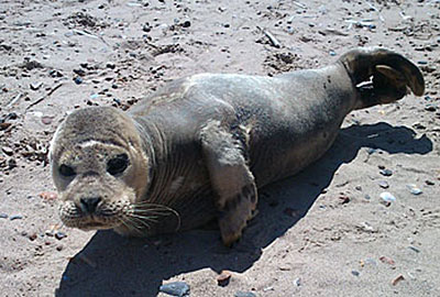 Macey being rescued in 2012