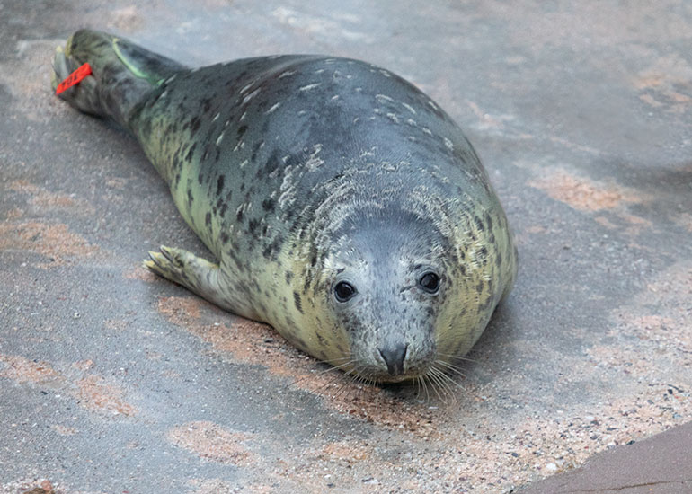 Madonna, rescued seal pup