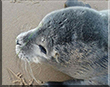 Manatee
