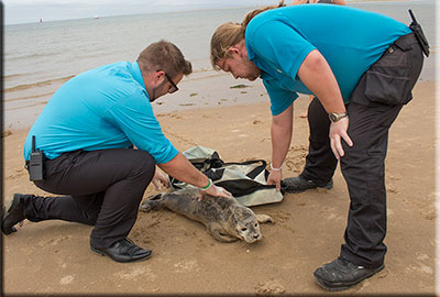 A seal pup being rescued from a busy beach