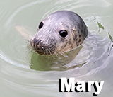 Mary