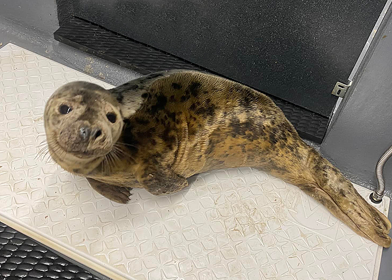 Maude - Photo Credit:  Lizzi Larbalestier