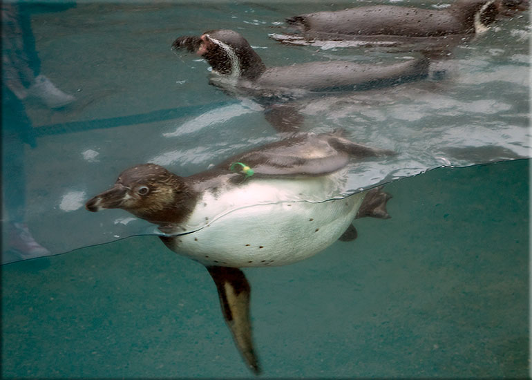 Penguin Chick - photo taken on 12th November 2017