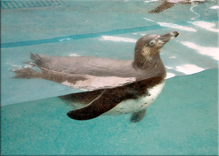 Penguin Chick - photo taken on 12th November 2017