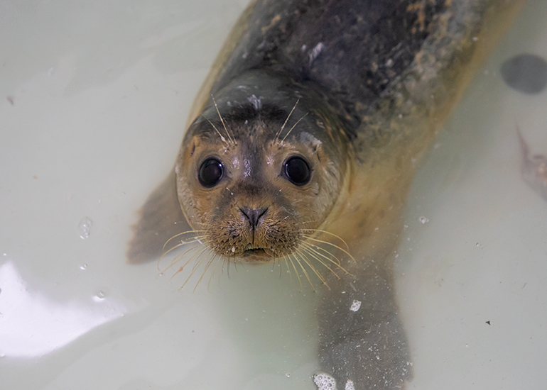 Meatloaf - photo taken on 27th October 2019