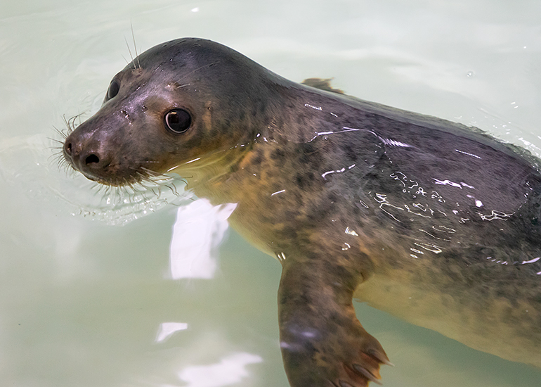 Merlin - photo taken on 14th April 2019