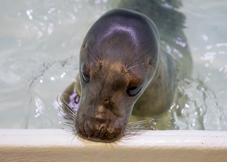 Merlin - photo taken on 14th April 2019