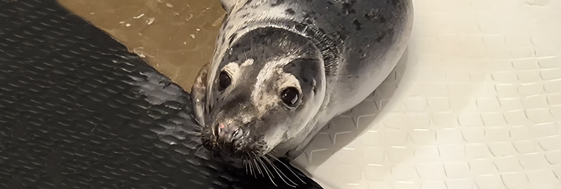 BDMLR - Photo credit - Lizzi Larbalestier - 14th December 2023