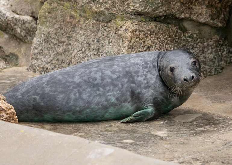 Milo, rescued seal pup