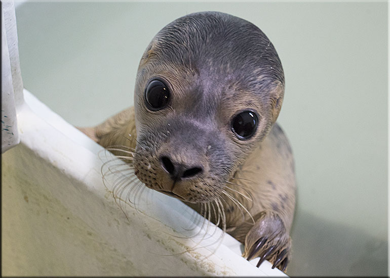 Mini Milk - photo taken on 9th August 2015