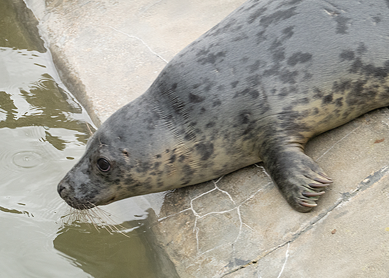 Miss Trunchbull, rescued seal pup